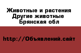 Животные и растения Другие животные. Брянская обл.